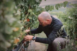 Steve Fennell Tending vines